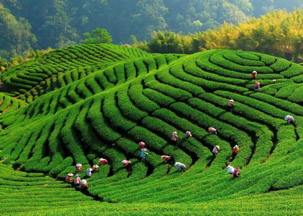 ảnh đại diện CLTVN