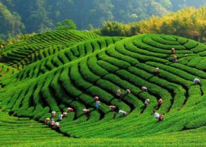 ảnh đại diện CLTVN