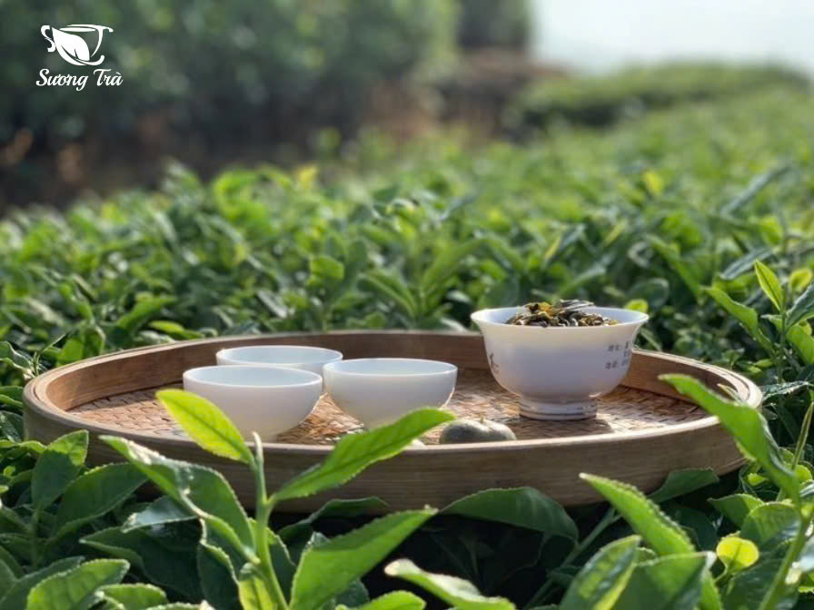 cách bảo quản trà